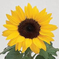 Ballad Sunflower Bloom