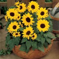Ballad Sunflower Container