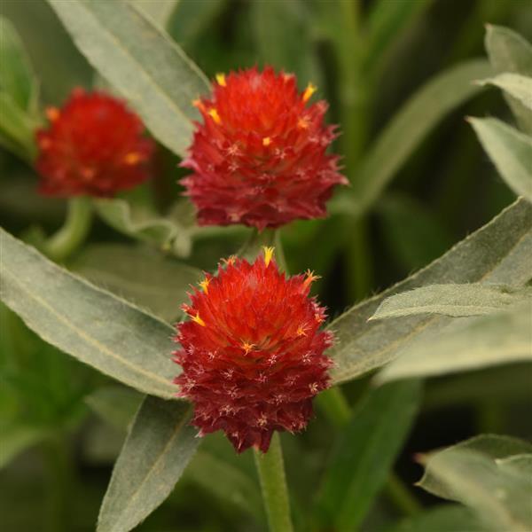 QIS Red Gomphrena Bloom