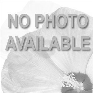 Mona Lisa® Orchid Shade Anemone Single Stem, White Background