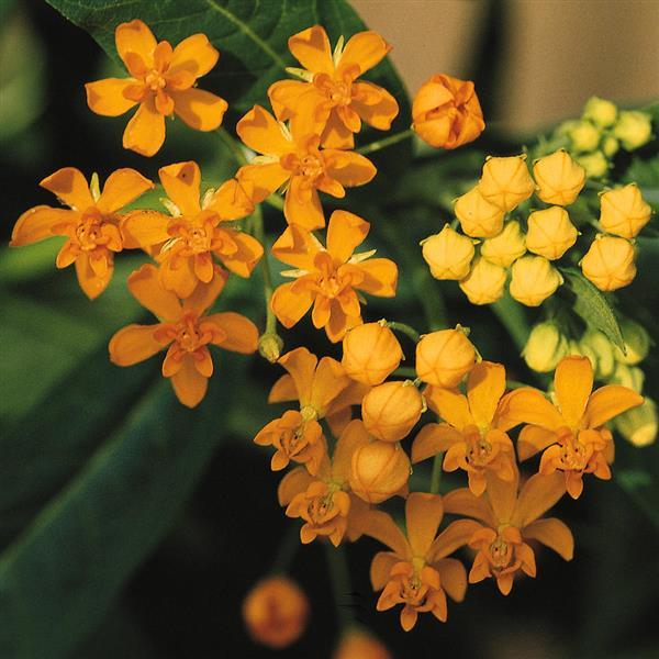 Silky Gold Asclepias Bloom