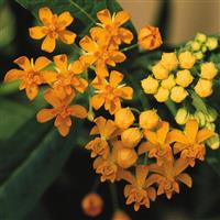 Silky Gold Asclepias Bloom