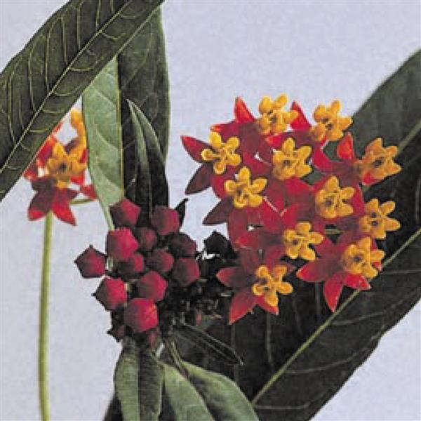 Silky Deep Red Asclepias Bloom