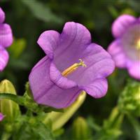 Campana Lilac Campanula Bloom