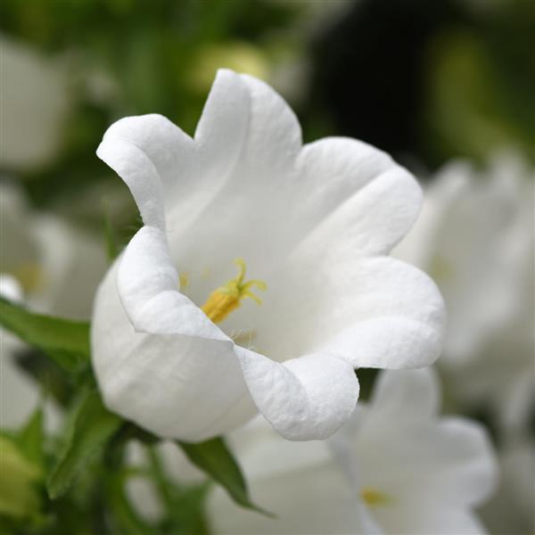 Campana White Campanula Bloom
