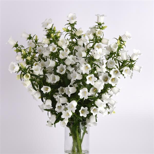 Campana White Campanula Mono Vase, White Background