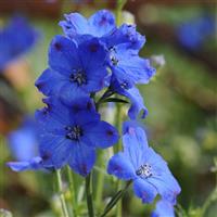 Delphinium Diamonds Blue Bloom