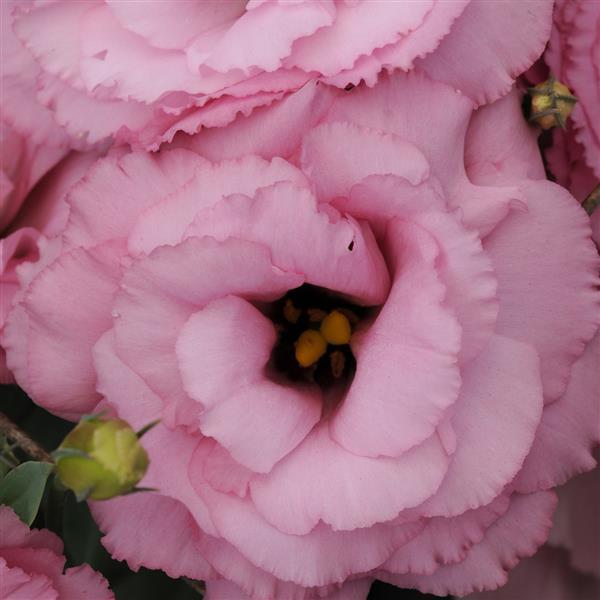 ABC™ 1 Deep Rose Lisianthus Bloom