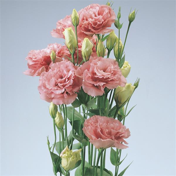 ABC™ 1 Deep Rose Lisianthus Cutflower