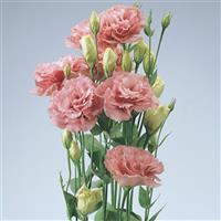 ABC™ 1 Deep Rose Lisianthus Cutflower