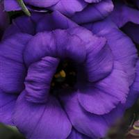 ABC™ 1 Purple Lisianthus Bloom