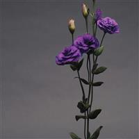 ABC™ 1 Purple Lisianthus Cutflower