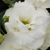 ABC™ 1 White Lisianthus Bloom