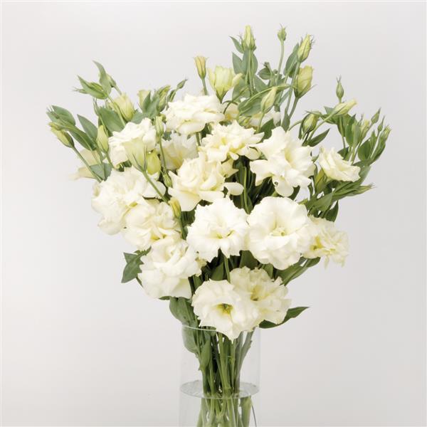 ABC™ 1 White Lisianthus Cutflower