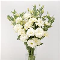 ABC™ 1 White Lisianthus Cutflower