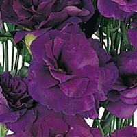 ABC™ 2 Purple Lisianthus Bloom