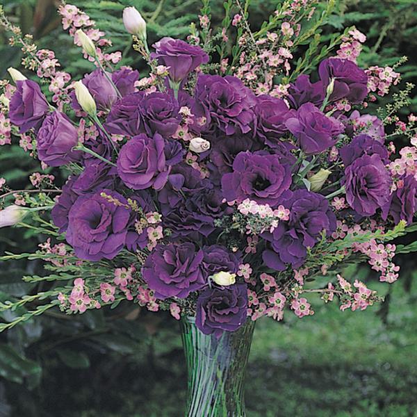 ABC™ 2 Purple Lisianthus Cutflower