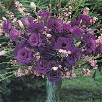 ABC™ 2 Purple Lisianthus Cutflower