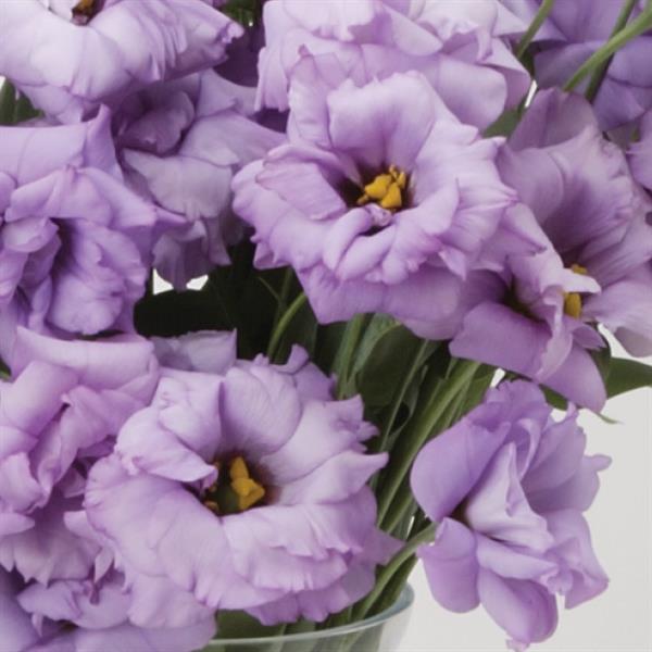 ABC™ 2 Lavender Lisianthus Bloom