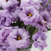 ABC™ 2 Lavender Lisianthus Bloom
