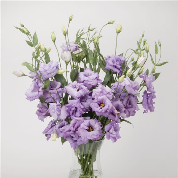 ABC™ 2 Lavender Lisianthus Cutflower