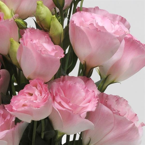 ABC™ 2 Misty Pink Lisianthus Bloom