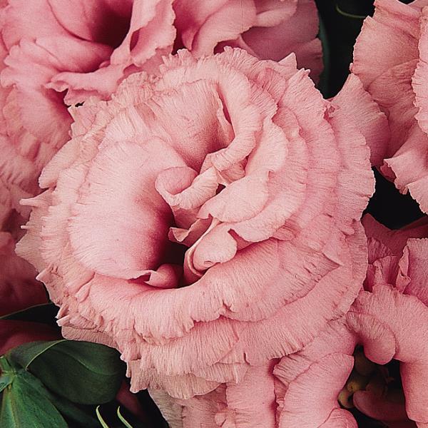 ABC™ 2 Rose Lisianthus Bloom