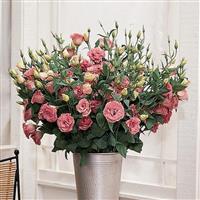 ABC™ 2 Rose Lisianthus Cutflower