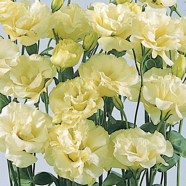 ABC™ 2 Yellow Lisianthus Bloom