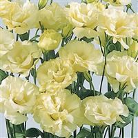 ABC™ 2 Yellow Lisianthus Bloom