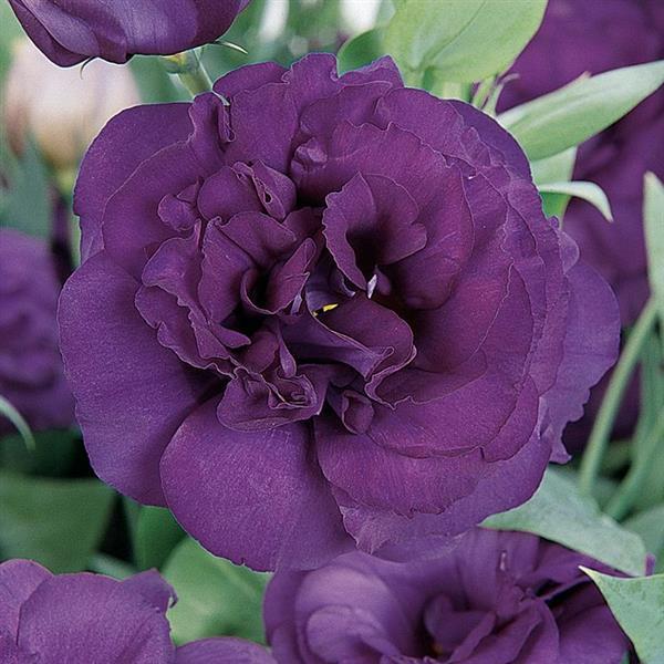 ABC™ 3 Purple Lisianthus Bloom