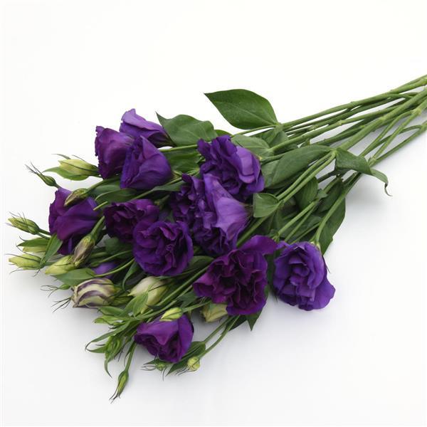 ABC™ 3 Purple Lisianthus Grower Bunch