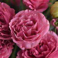 ABC™ 3 Rose Lisianthus Bloom
