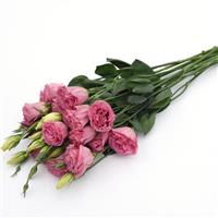 ABC™ 3 Rose Lisianthus Grower Bunch