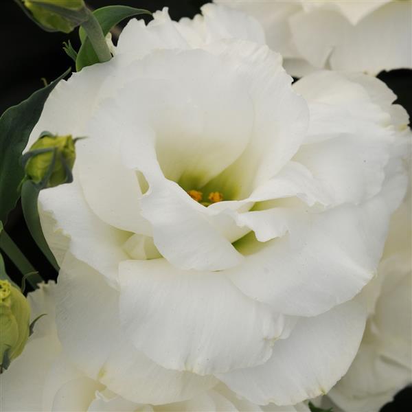 ABC™ 3 White Lisianthus Bloom
