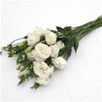 ABC™ 3 White Lisianthus Grower Bunch