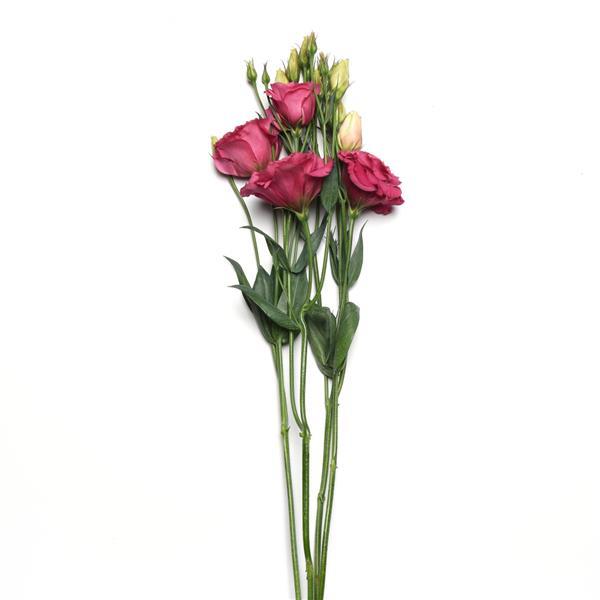 Can Can Carmine Rose Lisianthus Single Stem, White Background