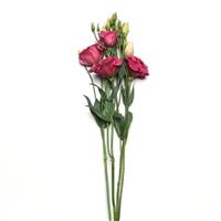 Can Can Carmine Rose Lisianthus Single Stem, White Background