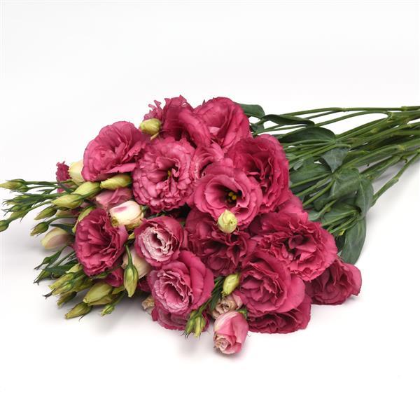 Can Can Carmine Rose Lisianthus Grower Bunch