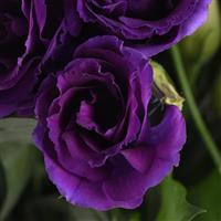 Can Can Purple Lisianthus Bloom
