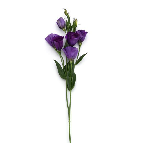 Can Can Purple Lisianthus Single Stem, White Background