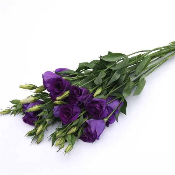 Can Can Purple Lisianthus Grower Bunch