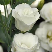 Flare White Lisianthus Bloom