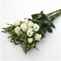 Flare White Lisianthus Grower Bunch
