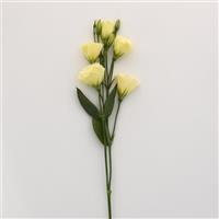 Flare Yellow Lisianthus Single Stem, White Background