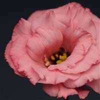 Flare Deep Rose Lisianthus Bloom