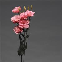 Flare Deep Rose Lisianthus Cutflower