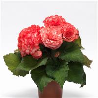 On Top® Surprise Tuberous Begonia Container
