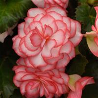 On Top® Pink Halo Tuberous Begonia Bloom