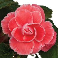On Top® Melon Lace Tuberous Begonia Bloom